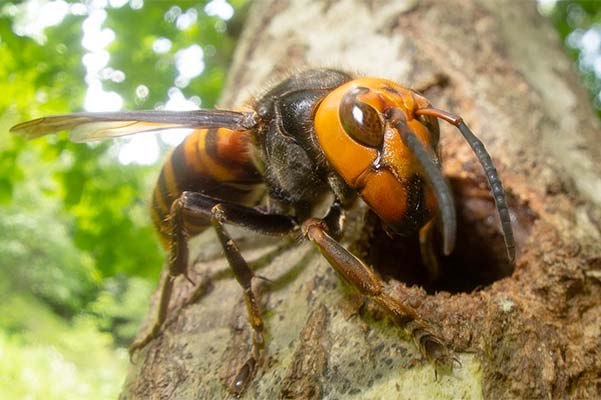 The Asian Giant Hornet