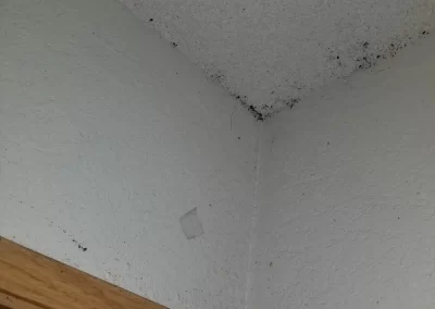 Bed Bug Exterminator