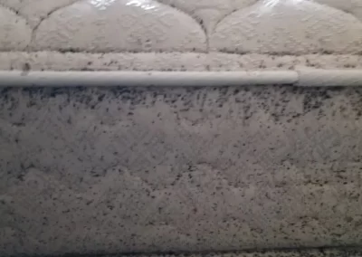 Bed Bug Exterminator