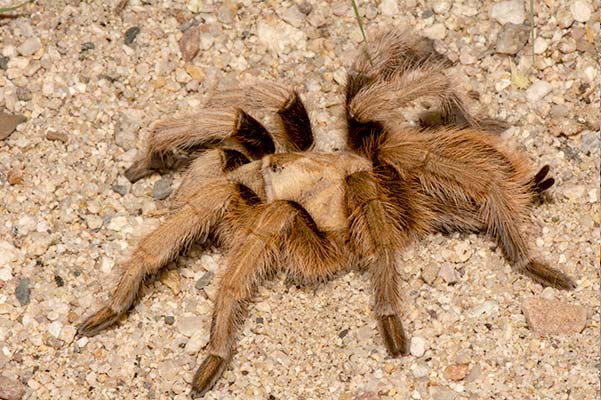 Desert Blonde Tarantula in Las Vegas