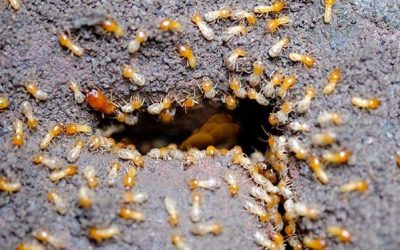 Subterranean Termites