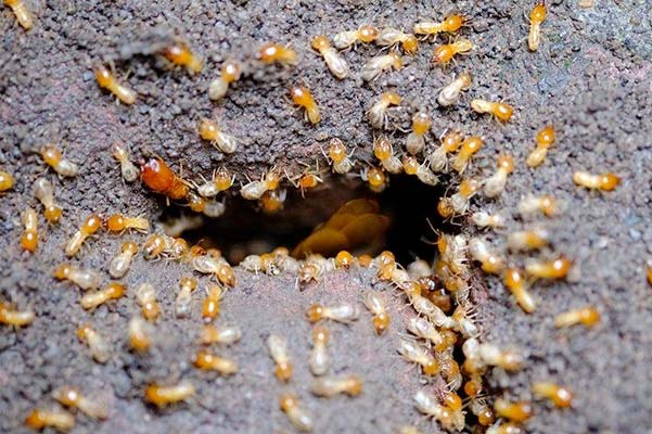 Subterranean Termites