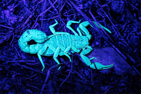 scorpion-pest-control Scorpion Pest Control Las Vegas