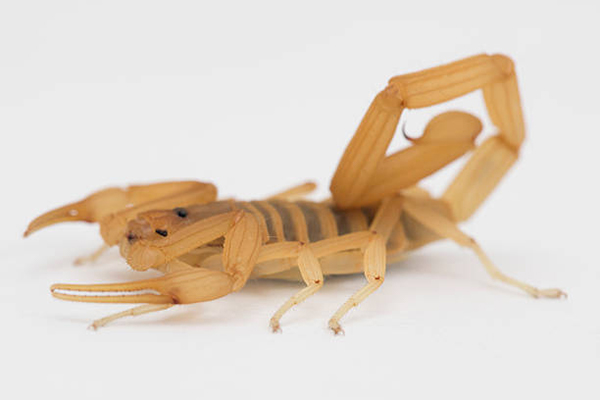 Scorpion Exterminator