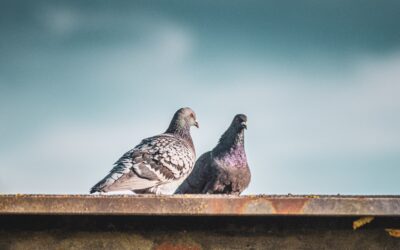 Pigeon Diseases and Control