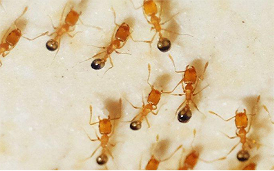 Pharoah Ants in Las Vegas