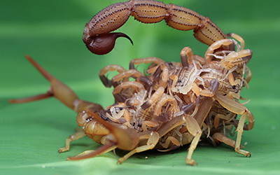 how do scorpions get in the house