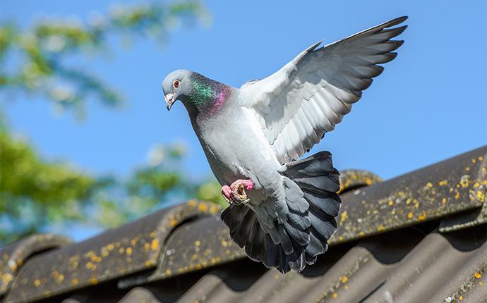 Las Vegas Pigeon Control