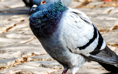 Bird Spike Installation Services