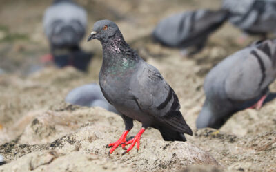 Humane Pigeon Pest Control Removal Experts in Las Vegas: Ethical and Animal-Friendly Bird Control