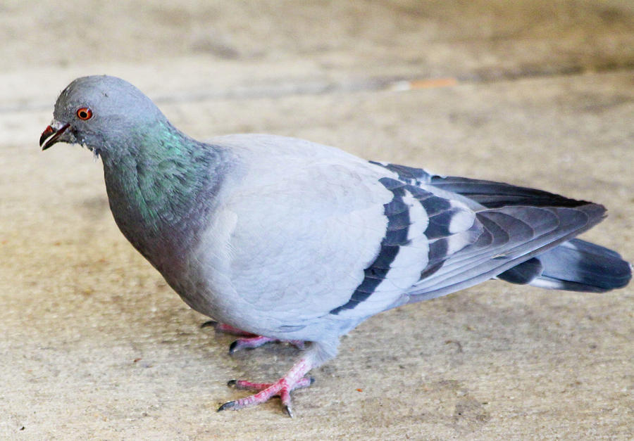 Las Vegas Pigeon Control Services: Your Winged Pest Solution