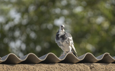 Pigeon Control Made Easy: Las Vegas Trusted Experts