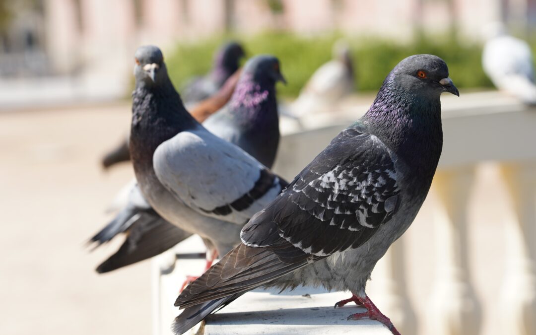 Pigeon Control Strategies