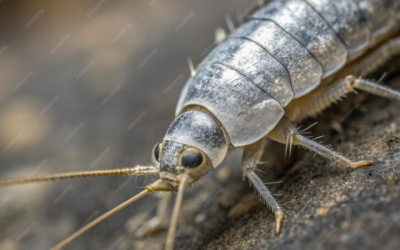 How do pest control get rid of Silverfish