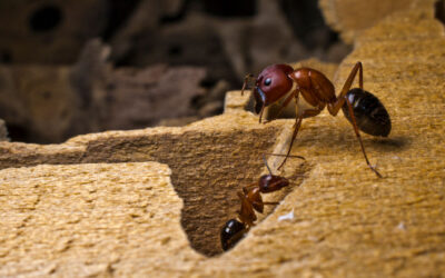Carpenter Ants in Basement