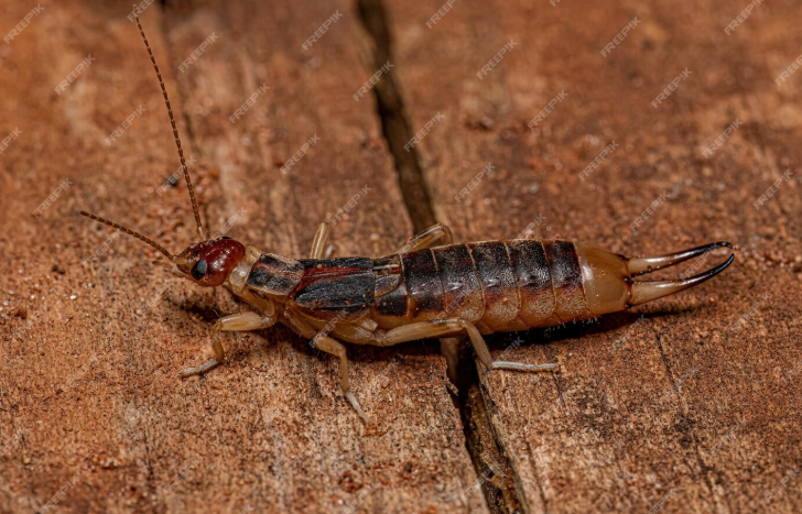 can pest control get rid of earwigs