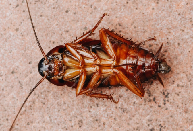 Best exterminator for roaches