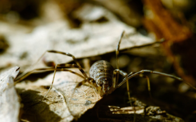 Onslaught Fastcap Spider & Scorpion Insecticide