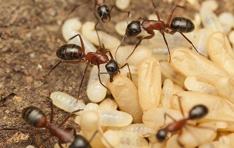 What does a carpenter ant nest look like