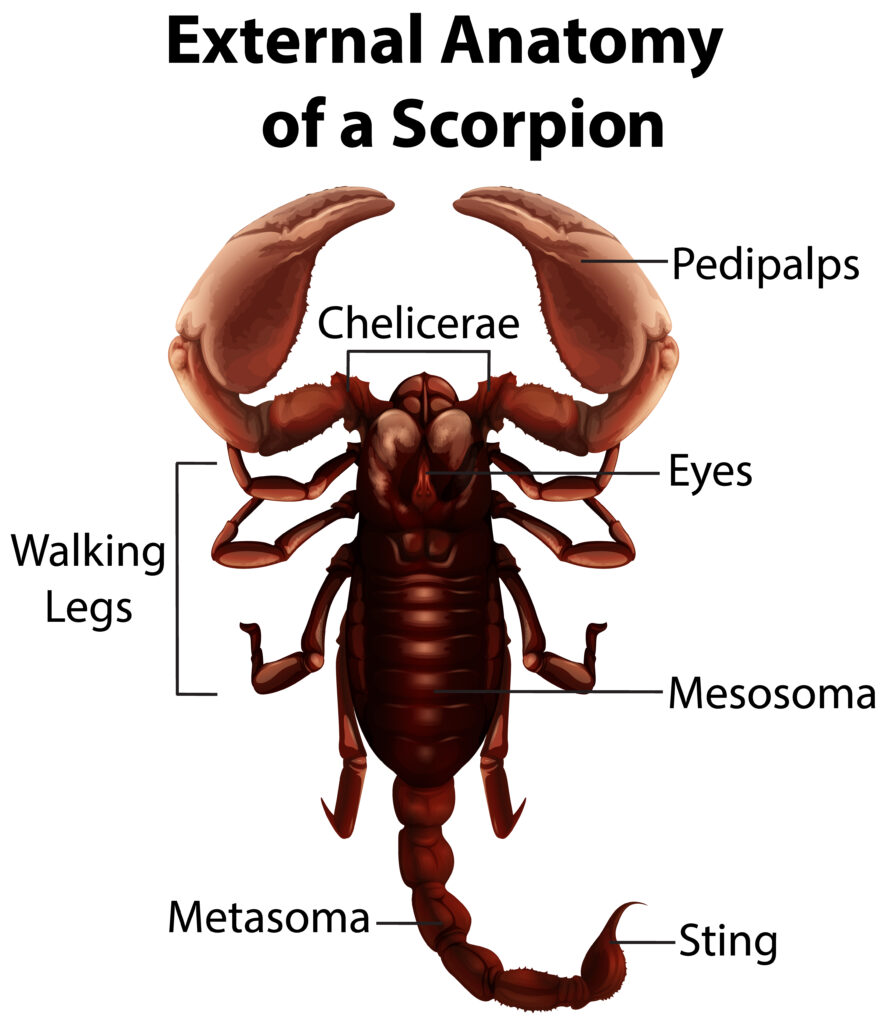 how many legs does a scorpion have