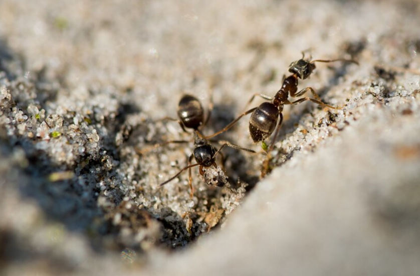 ant control - ants control