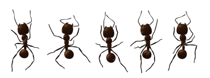 types of ants