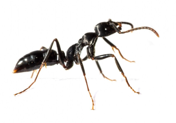 Black Ants