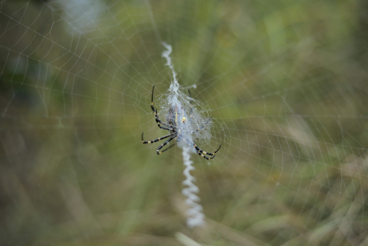 What Keeps Spiders Away