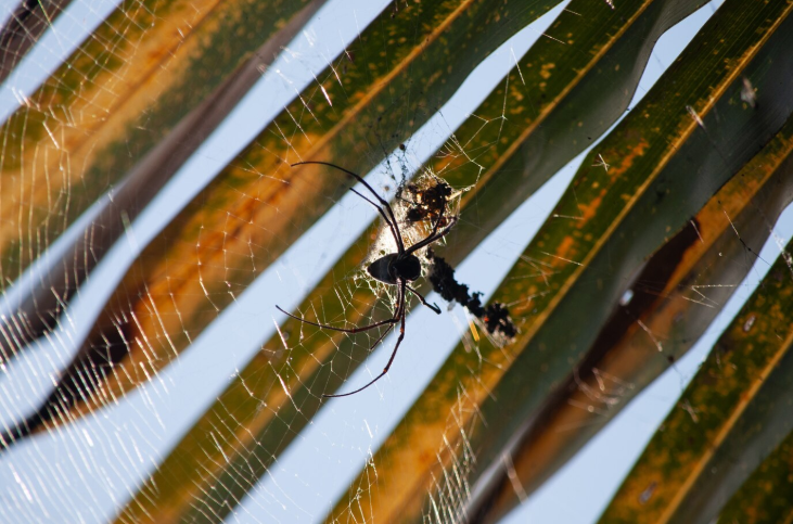 Las Vegas Spider Repellent