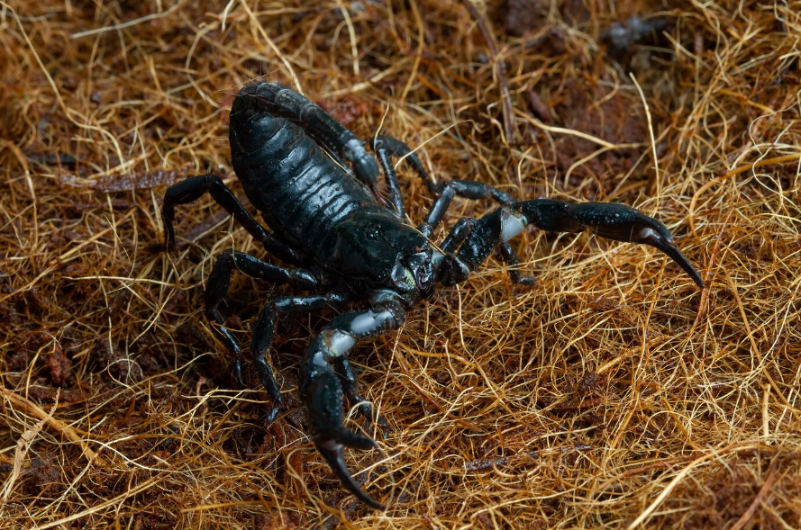 scorpion bite treatment