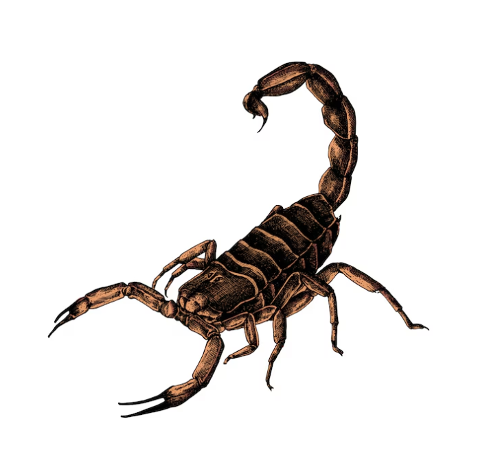 scorpions in las vegas